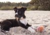 puppy on the beach with a ball