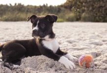 puppy on the beach with a ball