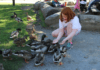 Teaching Tips For Homeschooling Active Learners a Young girl knees down to feed a group of ducks on the grass.