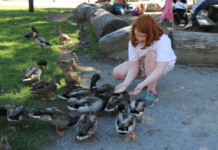 Teaching Tips For Homeschooling Active Learners a Young girl knees down to feed a group of ducks on the grass.