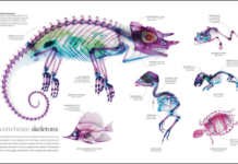 DK Canada’s “Zoology” May Be My Perfect Book An inside spread of Zoology by Dorling Kindersley showing animal x-rays