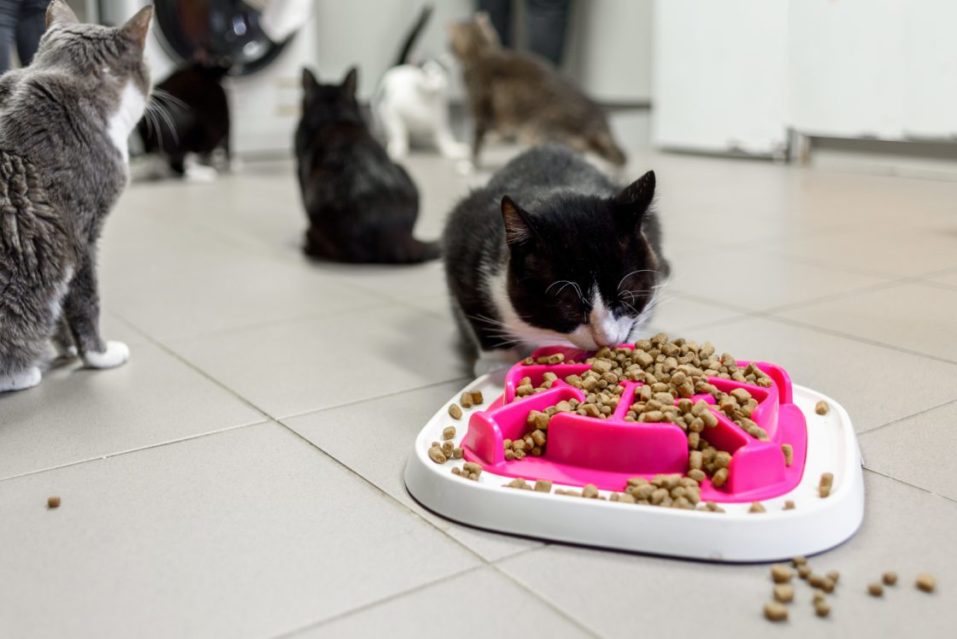 Getting Your Picky Pet to Eat: A How-To Guide