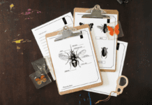 Discover the World of Bugs: Free Printable Insects Workbook Two clipboards sit on top of a pair of pages from the free Insect workbook printable. Each clipboard also has a page attached. All four sheets have black and white illustrations of insects with areas to fill in with the names of body parts.
