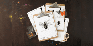 Discover the World of Bugs: Free Printable Insects Workbook Two clipboards sit on top of a pair of pages from the free Insect workbook printable. Each clipboard also has a page attached. All four sheets have black and white illustrations of insects with areas to fill in with the names of body parts.